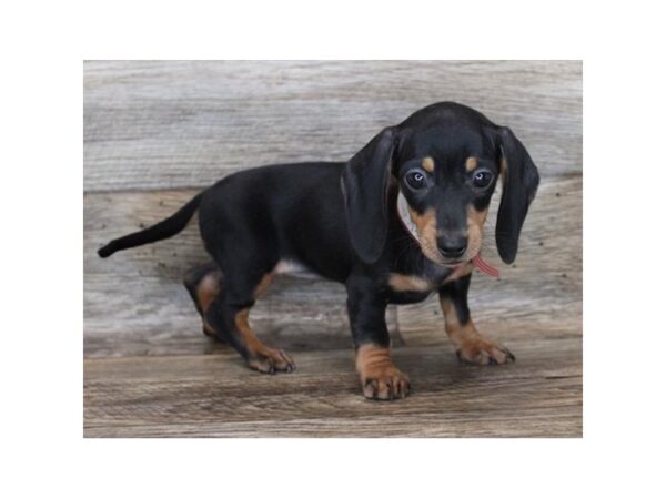 Dachshund DOG Female Black / Tan 16515 Petland Fairfield, Ohio