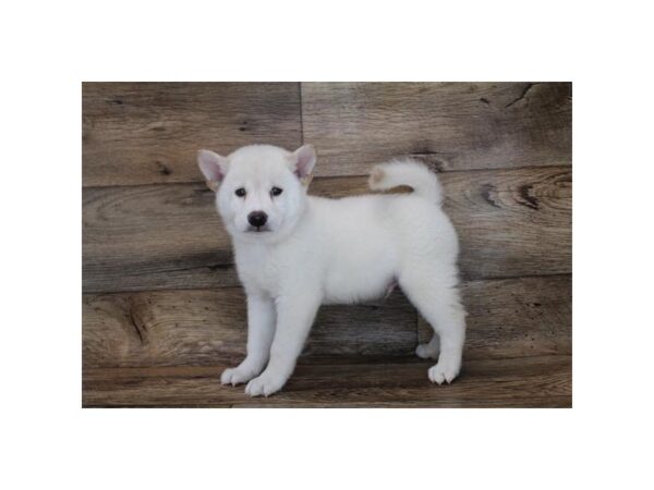 Shiba Inu DOG Male Cream 16514 Petland Fairfield, Ohio