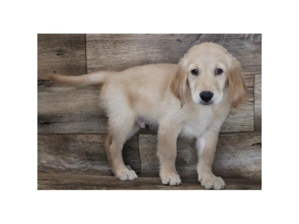 Golden Retriever DOG Male Golden 16513 Petland Fairfield, Ohio