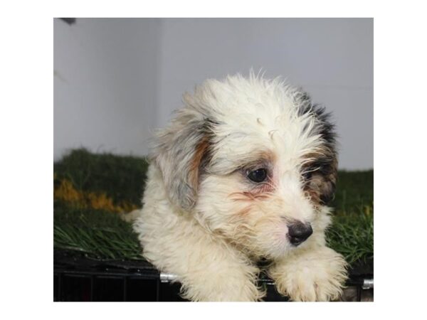 Poodle Mini-DOG-Male-Blue / White-16524-Petland Fairfield, Ohio