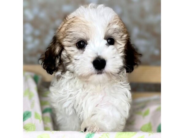 Havanese DOG Male Brown/White 16501 Petland Fairfield, Ohio