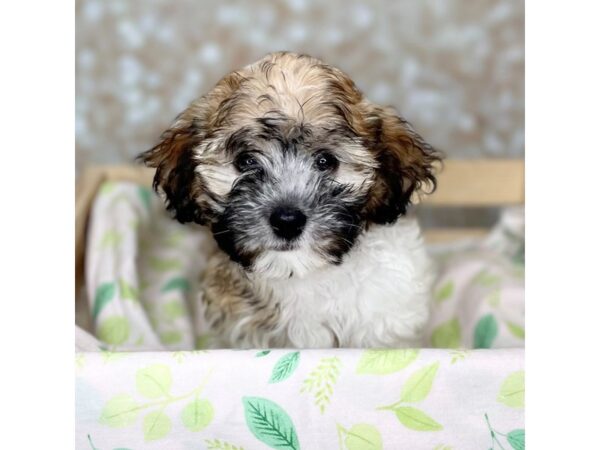 Havanese DOG Female Brown/White 16502 Petland Fairfield, Ohio