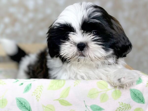 Shih Tzu DOG Female Black & White 16503 Petland Fairfield, Ohio