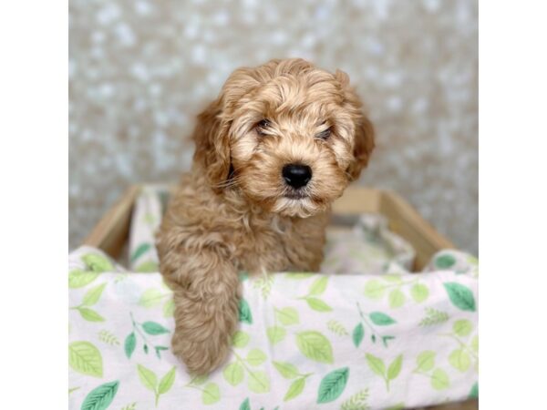 Cavapoo DOG Male Ruby 16504 Petland Fairfield, Ohio