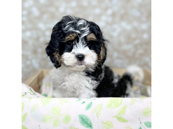 Cavapoo DOG Female Black Tri 16505 Petland Fairfield, Ohio