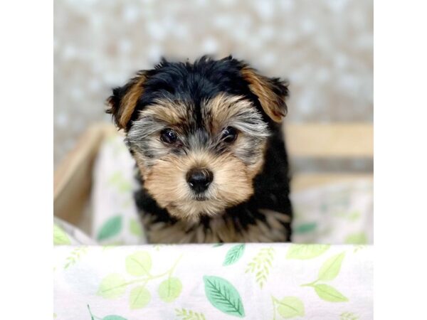 Yorkshire Terrier DOG Male Black and Tan 16507 Petland Fairfield, Ohio