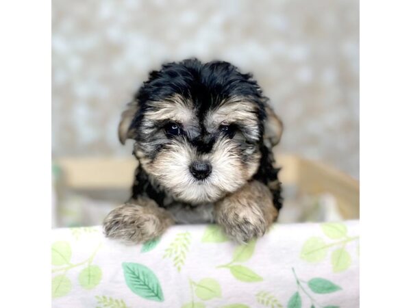 Morkie DOG Female Black and Tan 16509 Petland Fairfield, Ohio