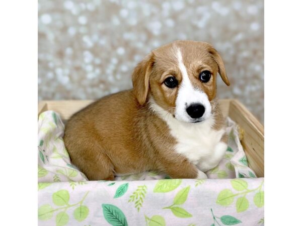 Pembroke Welsh Corgi DOG Female Red / White 16525 Petland Fairfield, Ohio