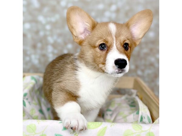 Pembroke Welsh Corgi DOG Male Red / White 16523 Petland Fairfield, Ohio