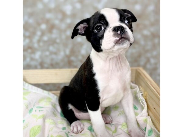 Boston Terrier DOG Male Black / White 16521 Petland Fairfield, Ohio