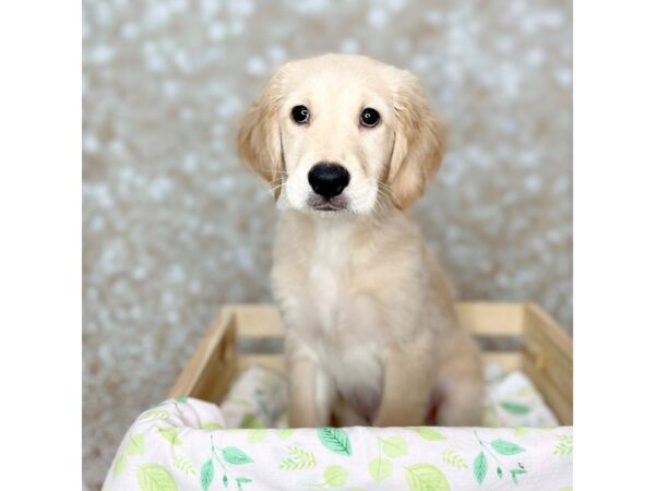 Golden Retriever DOG Female Golden 16516 Petland Fairfield, Ohio