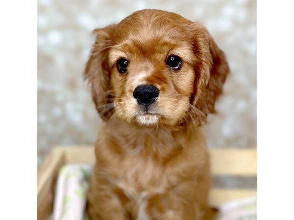 Cockalier DOG Male Ruby 16511 Petland Fairfield, Ohio