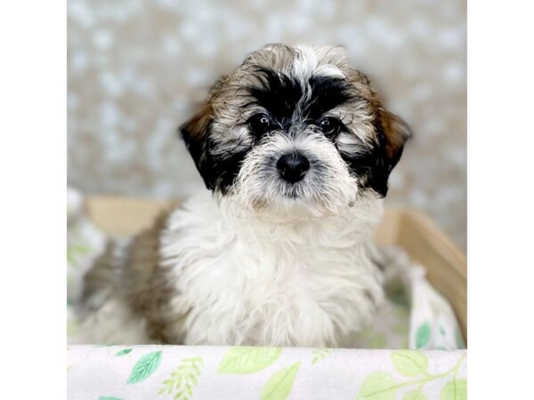 Teddy Bear DOG Male Brindle & White 16510 Petland Fairfield, Ohio