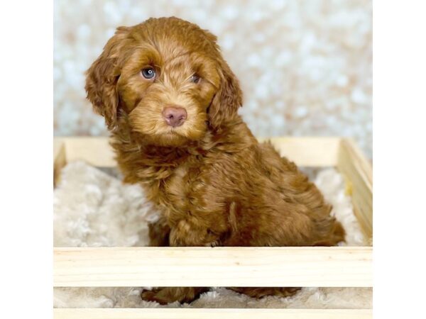 F1 B Mini Goldendoodle DOG Male Red 16542 Petland Fairfield, Ohio