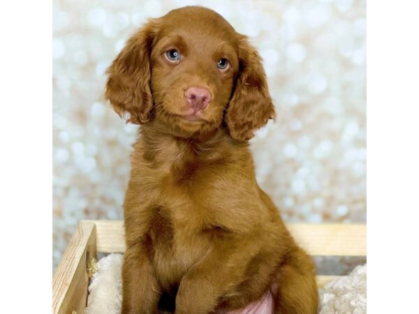 F1B Mini Goldendoodle DOG Male Red 16541 Petland Fairfield, Ohio