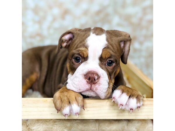 Olde English Bulldogge-DOG-Female-Chocolate Tri-16540-Petland Fairfield, Ohio