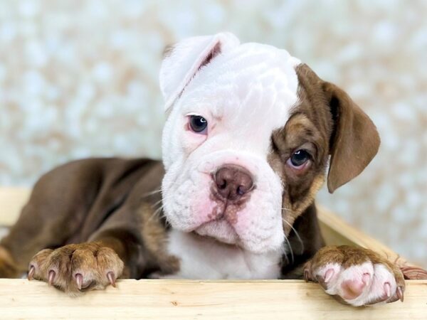 Olde English Bulldogge-DOG-Male-Chocolate Tri-16539-Petland Fairfield, Ohio