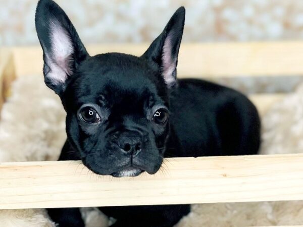 Frenchton-DOG-Female-Black/White-16538-Petland Fairfield, Ohio