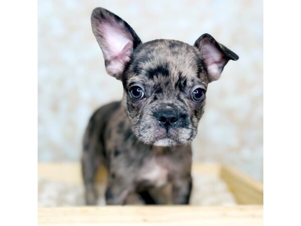 Frenchton DOG Male Chocolate Merle 16537 Petland Fairfield, Ohio