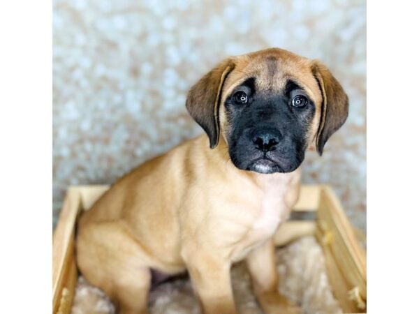 English Mastiff DOG Female Apricot 16536 Petland Fairfield, Ohio