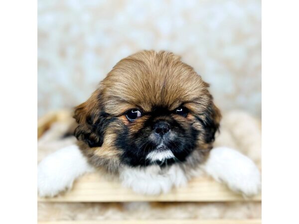 Pekingese DOG Female Brown/White 16535 Petland Fairfield, Ohio