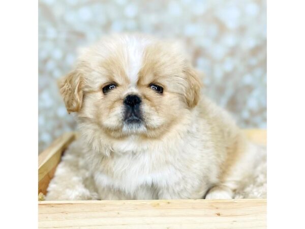 Pekingese DOG Male Blonde 16534 Petland Fairfield, Ohio