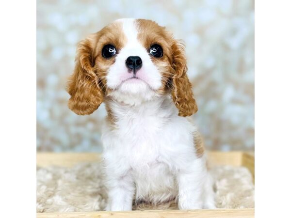 Cavalier King Charles Spaniel DOG Female Blenheim 16533 Petland Fairfield, Ohio