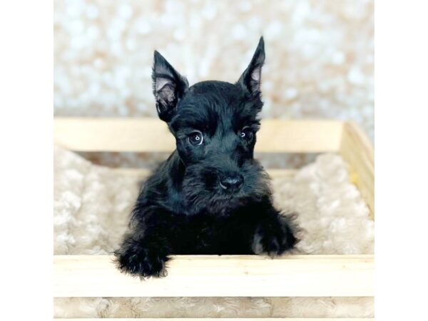 Miniature Schnauzer DOG Male Black 16531 Petland Fairfield, Ohio