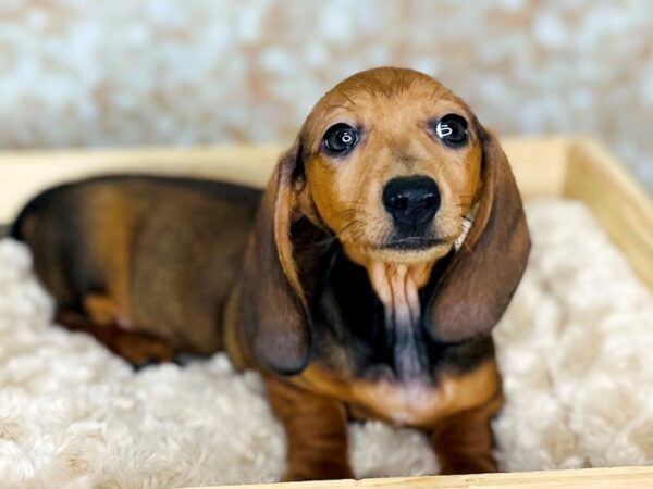 Dachshund Puppy Wild Boar ID:16530 Located at Petland Fairfield, Ohio