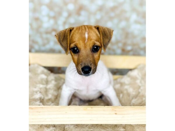 Jack Russell Terrier DOG Male White 16529 Petland Fairfield, Ohio