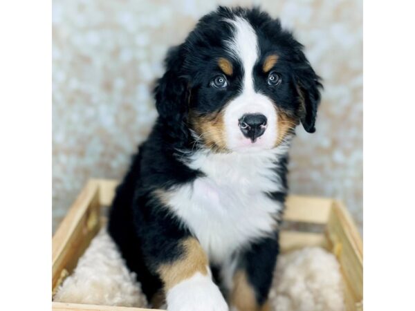 Bernese Mountain Dog DOG Male Black and Tan 16527 Petland Fairfield, Ohio