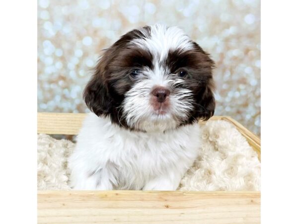 Shih Tzu DOG Male brown and white 16526 Petland Fairfield, Ohio