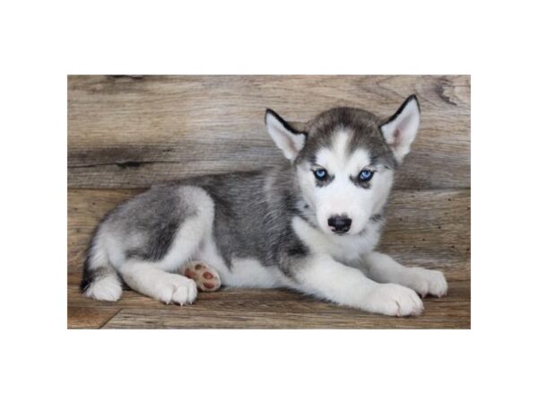 Siberian Husky DOG Female Gray / White 16544 Petland Fairfield, Ohio