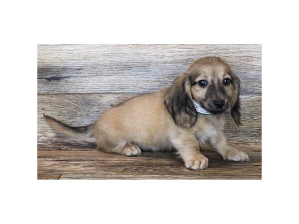 Dachshund DOG Male Sable 16543 Petland Fairfield, Ohio