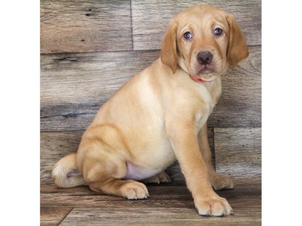 Labrador Retriever-DOG-Female-Yellow-16563-Petland Fairfield, Ohio