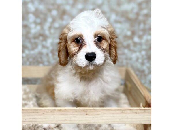 Cavapoo DOG Male Blenheim 16567 Petland Fairfield, Ohio