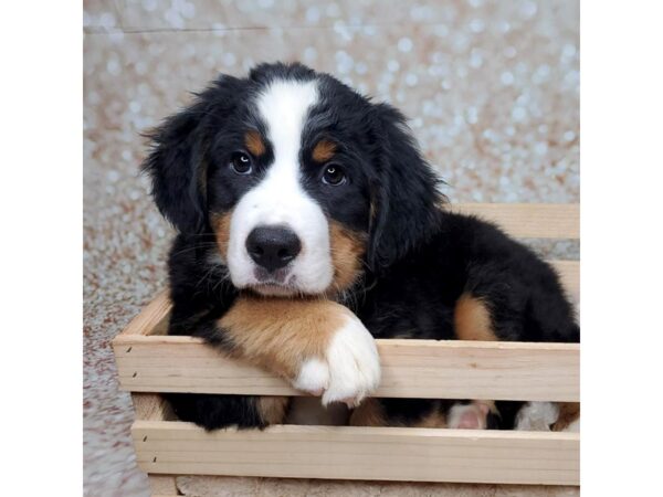 Bernese Mountain Dog DOG Female Black Tri 16557 Petland Fairfield, Ohio