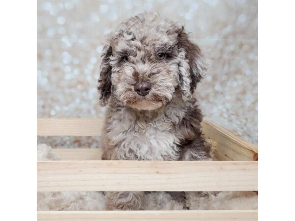 Mini Labradoodle-DOG-Male-Chocolate Merle-16546-Petland Fairfield, Ohio