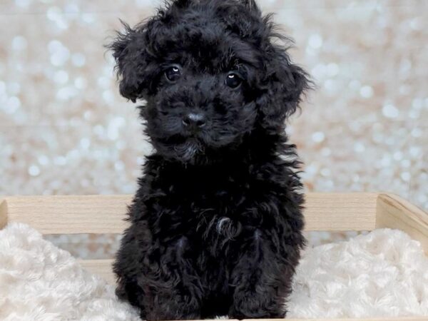 Miniature Poodle DOG Male Black 16554 Petland Fairfield, Ohio