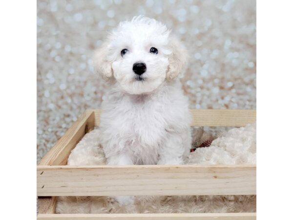 Miniature Poodle DOG Female White 16555 Petland Fairfield, Ohio