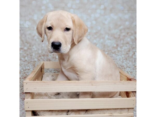 Labrador Retriever DOG Male Yellow 16561 Petland Fairfield, Ohio