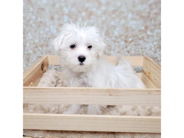 Morkie DOG Male White 16558 Petland Fairfield, Ohio