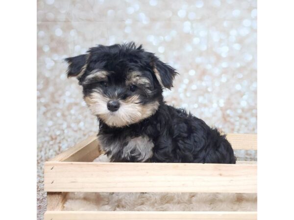 Morkie DOG Male Black/Tan 16551 Petland Fairfield, Ohio