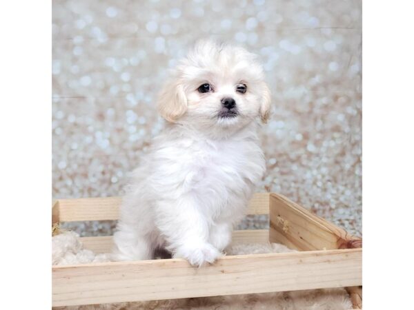 Pekapoo-DOG-Male-Cream-16552-Petland Fairfield, Ohio