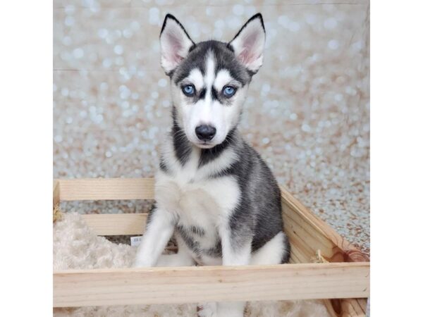 Siberian Husky DOG Female Black / White 16564 Petland Fairfield, Ohio