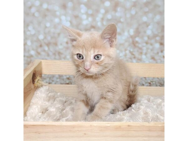 Adopt A Pet Kitten-CAT-Male-Orange-16548-Petland Fairfield, Ohio