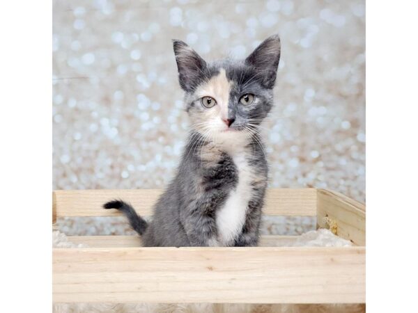 Adopt A Pet Kitten-CAT-Female-Tortie-16549-Petland Fairfield, Ohio