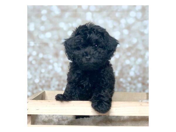 Mini Labradoodle-DOG-Male-Black-16545-Petland Fairfield, Ohio