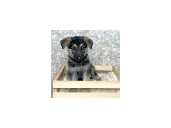 German Shepherd Dog DOG Male Black / Tan 16559 Petland Fairfield, Ohio