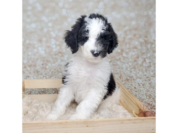 Sheepadoodle Mini DOG Male Black / White 16560 Petland Fairfield, Ohio